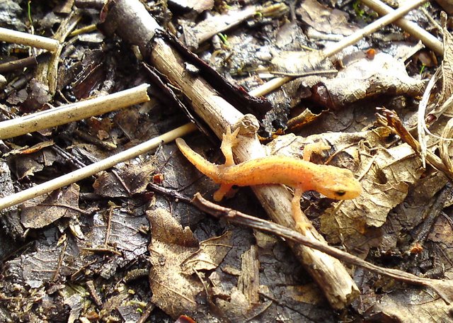 2009 Crapaudrome de Guiperreux 34
